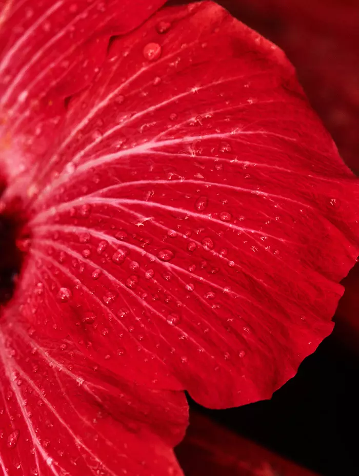 Portraits Akt Blumen von Mariano Vivanco (11)