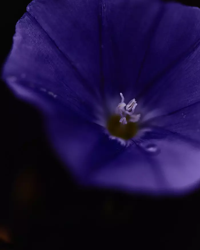 Porträtt av nakenblommor av Mariano Vivanco (7)