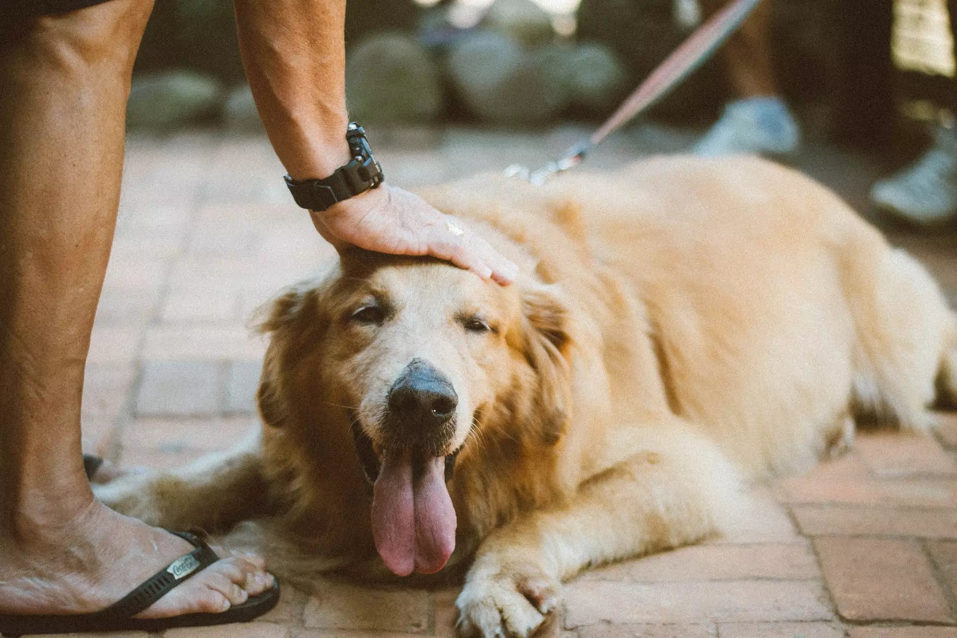 golden retrieverə toxunan şəxs